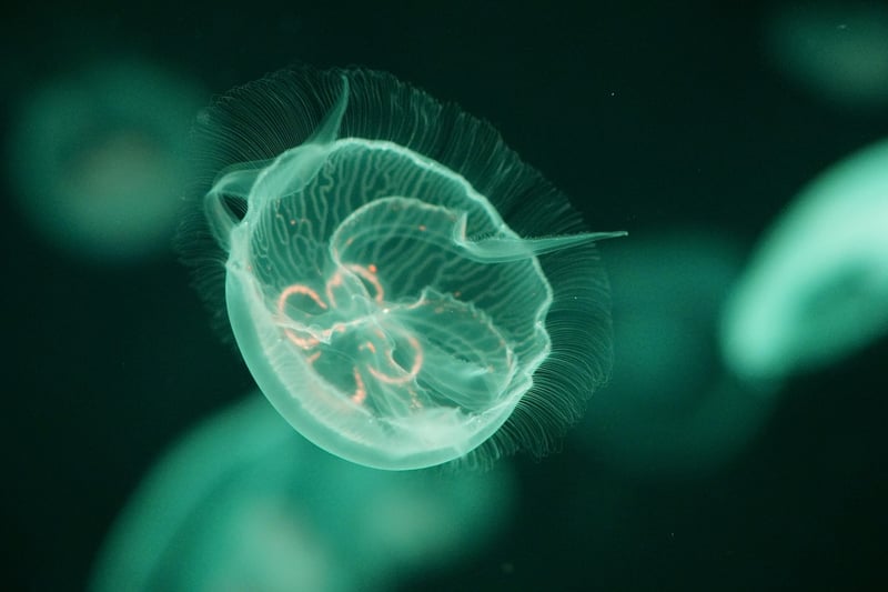Underwater Fish Jellyfish Sea